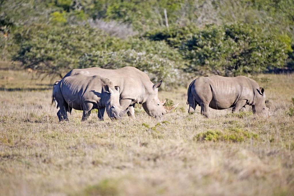 Hlosi Game Lodge - Amakhala Game Reserve Buyskloof Esterno foto