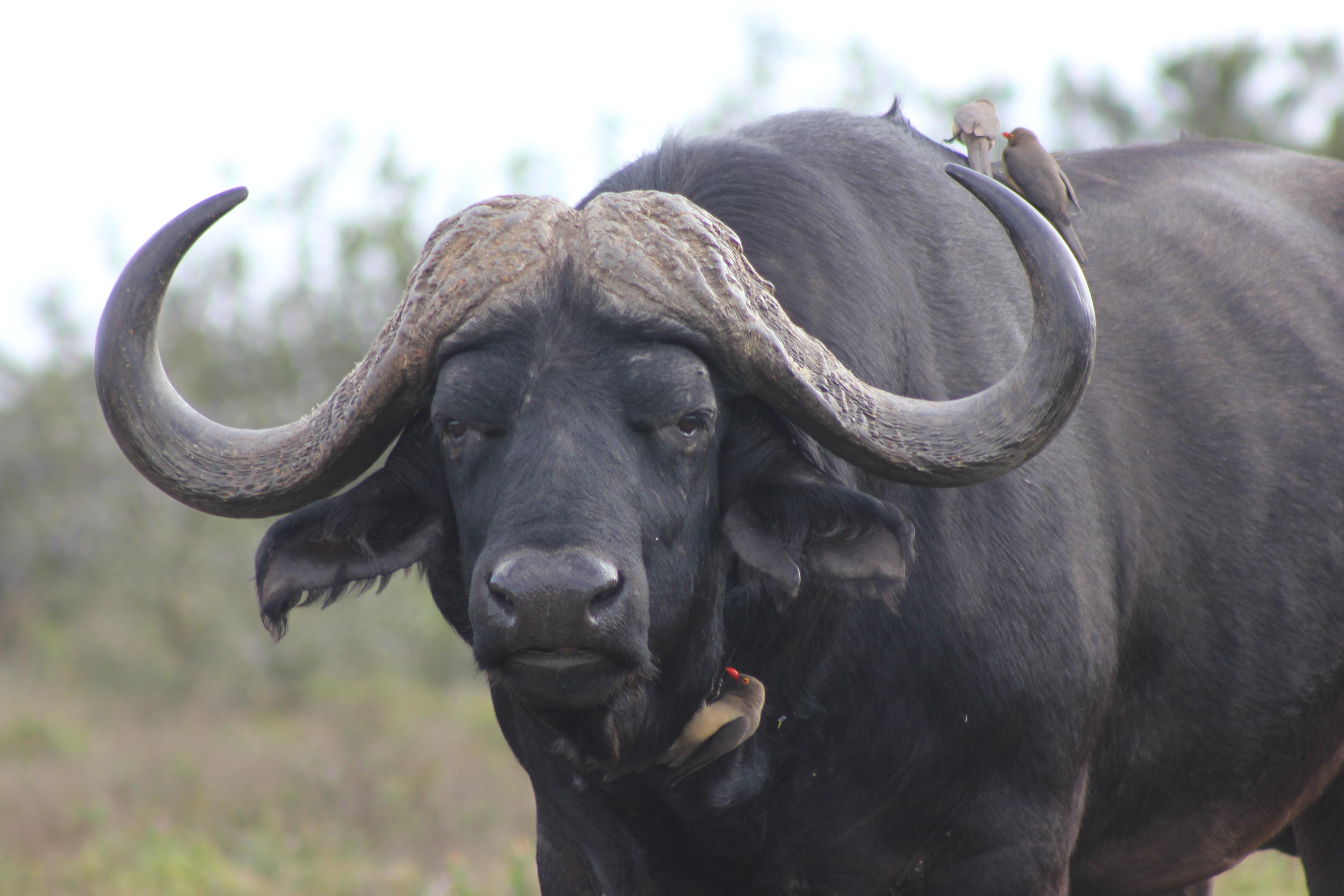 Hlosi Game Lodge - Amakhala Game Reserve Buyskloof Esterno foto