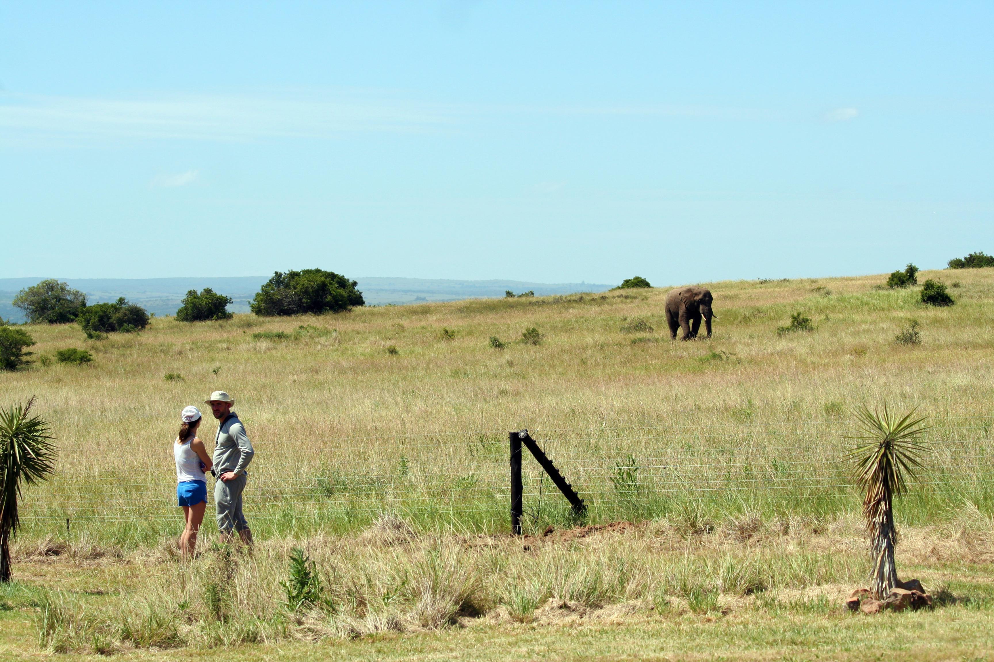 Hlosi Game Lodge - Amakhala Game Reserve Buyskloof Esterno foto