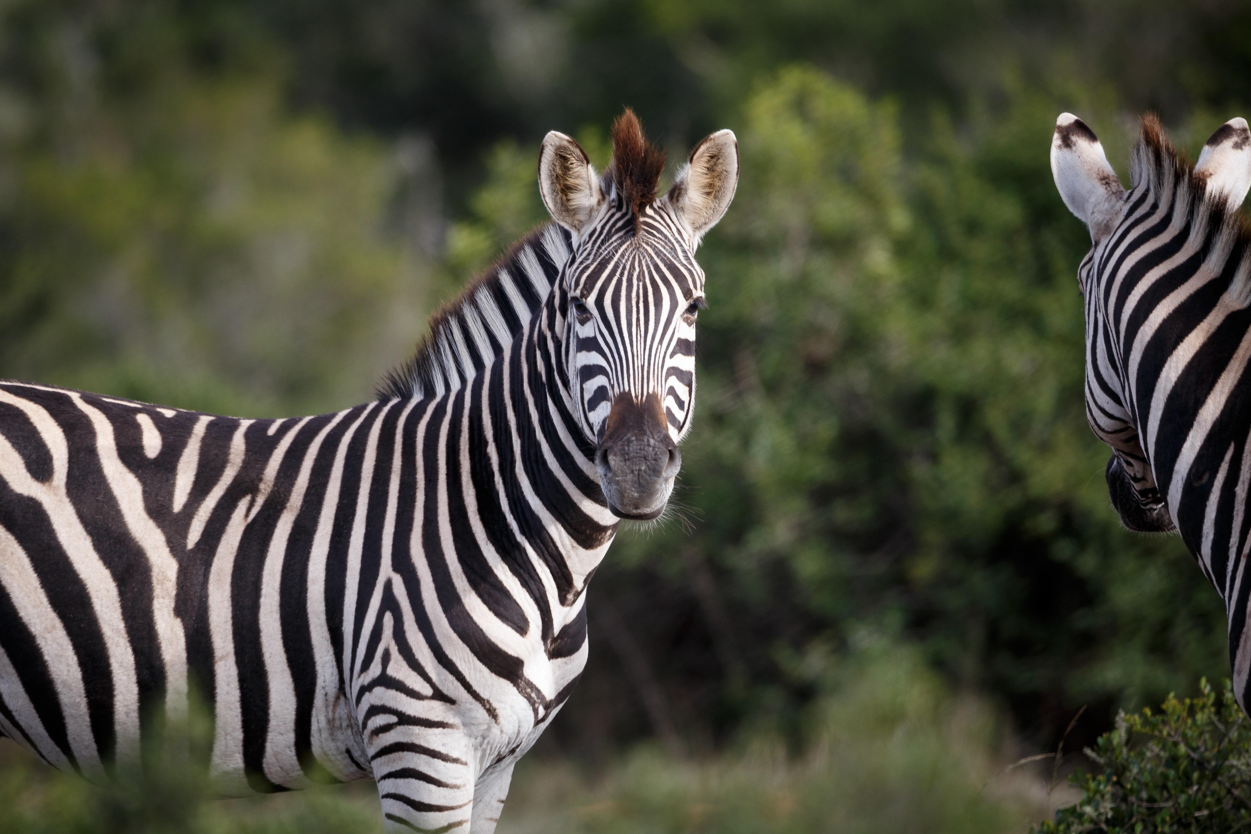 Hlosi Game Lodge - Amakhala Game Reserve Buyskloof Esterno foto