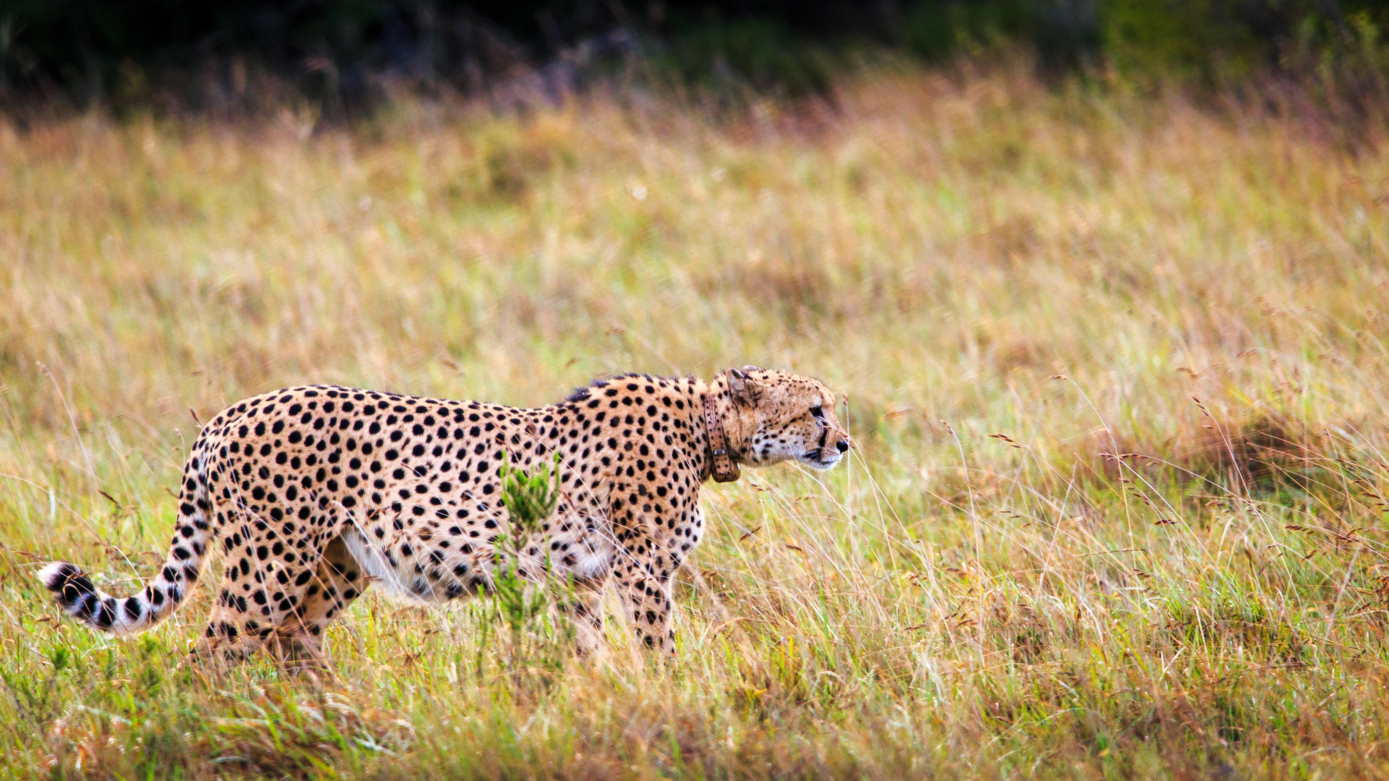 Hlosi Game Lodge - Amakhala Game Reserve Buyskloof Esterno foto