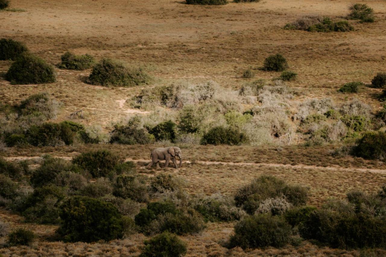 Hlosi Game Lodge - Amakhala Game Reserve Buyskloof Esterno foto