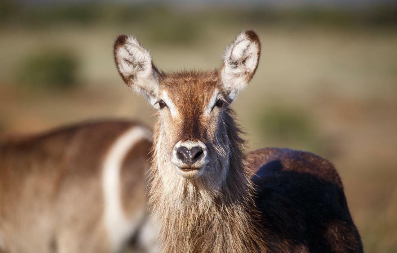 Hlosi Game Lodge - Amakhala Game Reserve Buyskloof Esterno foto